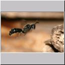 Psenulus sp - Grabwespe 06c 8-9mm.jpg